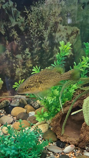 Muzza, enjoying his afternoon out and about in his tank... Muzza is a 2 year Farmed Murray Cod | The Fishing Shed Bathurst