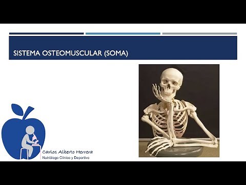 Sistema Osteomuscular (SOMA)