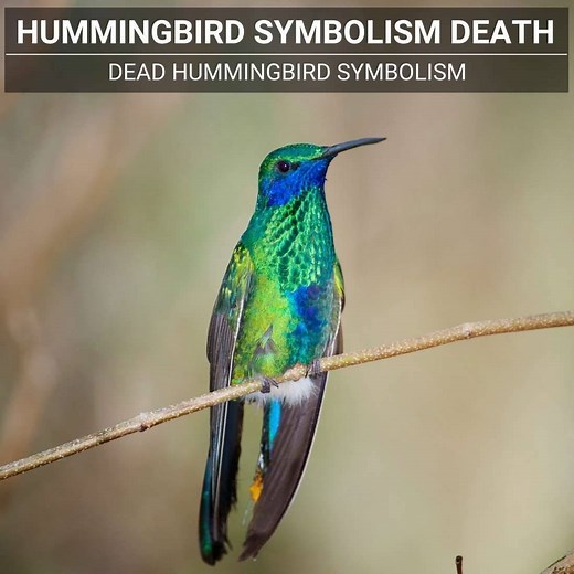 Dead Hummingbird Meaning: Spiritual Symbolism After Death