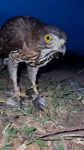 Eating the prey | AmericanEagle