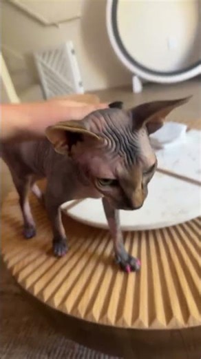 Living With A Hairless Cat #sphynx #shorts #pets #cats