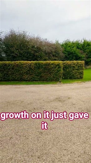 Beech hedge trimming ! overgrown to tidy in minute's #hedgecutting #gardening