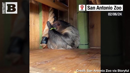 14K views · 240 reactions | He's had a hard day! Footage from the San Antonio Zoo shows a sloth dozing off in the middle of eating some breakfast. Everyone needs a break sometime. | Breitbart | Facebook