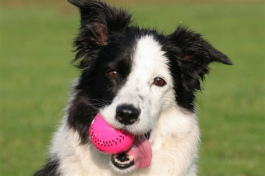 Yes, your dog could really be addicted to their ball, says new study | BBC Science Focus Magazine