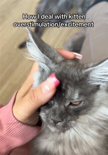 Understanding Cat Behavior: Why Kittens Bite and Scratch