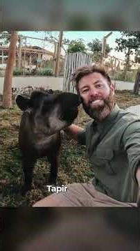 I Put A GoPro On A Tapir!