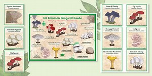 UK Common Fungi ID Guides