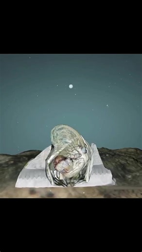 Turtle Infested with Barnacles: A Fascinating Encounter