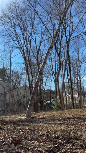 Cutting down trees on my property