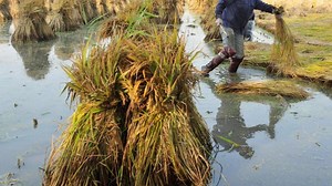 Arsen in Reis: Wie kommt das giftige Element in Reisprodukte?