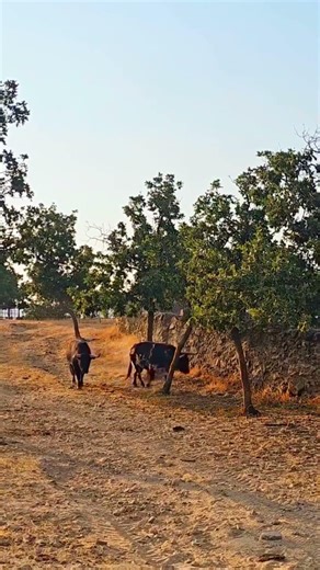 NI JUMANJI SE ATREVIÓ COMO CONTRATAR A ESTOS TOROS PARA LA NUEVA PELICULA 🎥🎞️🐃🐂💘 #shorts #play #bull