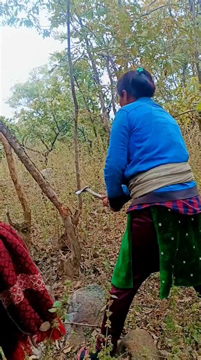 Arti Kumari Saket on Instagram: "सूखी लकड़ी जंगल से काट रहे हैं"