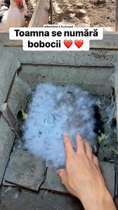 Se numără bobocii ❤️ | România e frumoasă