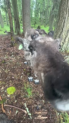 19K views · 483 reactions | Our male caribou shed his antlers in December, so it's astounding to see how much they've already grown! All of our female caribou have dropped their antlers, except for one, who has her right antler left. Every year, caribou shed their antlers and regrow a new pair!  : Keeper Stephanie | Northwest Trek Wildlife Park | Facebook