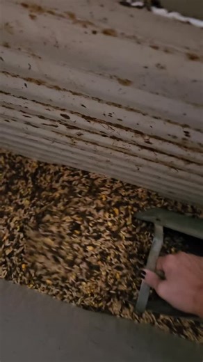 🤎🤎🤎 #ranchkids #familyrime #raiseemwild #teachthemyoung #cowkids | Allie Kirschbaum