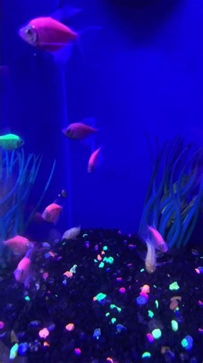 Glow Fish At Petsmart Store #shorts