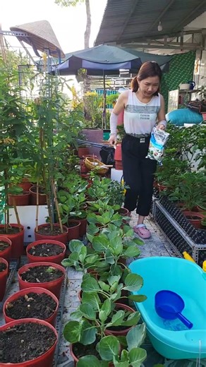 Thắc mắc Trichoderma là gì nha#nhatrangsadec#thuytrangsadec#sadec#dongthapquetoi#66dongthap#dongthap#trongrautainha#thichtrongrau#videodairy#ngamchuyendoi#cuocsonghangngay#phunuu40#caitaovuon#trongrau#thuhoach#uomgiong#chephamvisinh#trichoderma#uracnhabep#menvisinh#namvisinh#cachuabilun#cachuabi