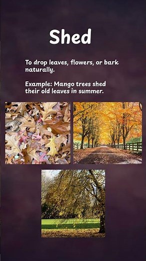 7 words to describe trees and their behaviour