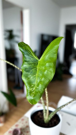 New leaf vibes! 🌿 We’re still obsessed with this high level of variegation leaf! We call it 91% variegated leaf and she’s already have one new baby leaf on the way. She’s thriving and we’re so exited 💚 🌱 @thelittleplantfam Do you love high variegated leaves? #plant #plantbased #varigatedplants #variegated #variegatedleaf #zebrinavariegata #alocasiazebrina #alocasiazebrinavariegata #alocasiaaddict #shesbeautiful #newleaf #newleafalert #highvariegation #indoorplants #indoorjungle #plantparentin