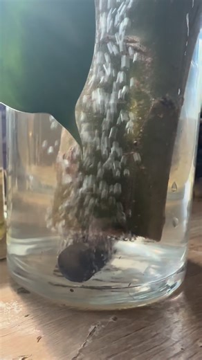 luke alexander kolafa on Instagram: "The Wandering Jew Plant and The Elephant Foot Ent 🧙🏻‍♂️🌳⚔️🏰🏴‍☠️ I need name suggestions, I’ll choose whichever gets the most likes #plants #bonsai #willow #wizard #propagation"