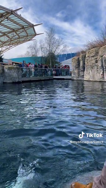 Enrichment Time with Natasha the Beluga Whale at Mystic Aquarium