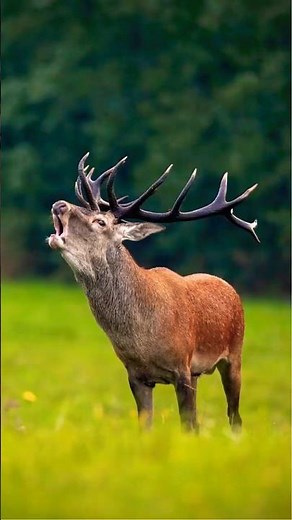 The Powerful Roar of a Red Deer: Echoes of the Wild!