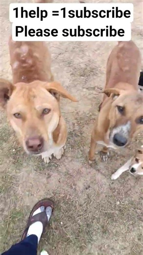1 help= 1subscribe please subscribe 🙏#trending #viral #ytshorts #pets #bezuban #dogshorts #streetdog