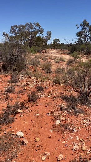 Part 1: Nothing is better than the nose of a dog on the trapline. #traplinedog #traplinedogs #predatortrapping #trappingaustralia | Predator Trapping Australia