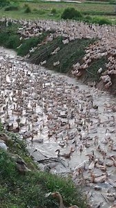 Woman catching duck eggs at rice field Cooking eggs for three dogs #survival #hunting #fishing #doglover #dog | Uncle Bee Recipe