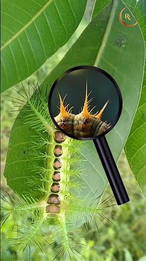 Lonomia Obliqua: The World’s Most Venomous Caterpillar! #rudrainfocentric #facts