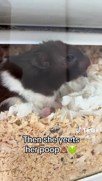 Caring for Hamsters: Tips for Ethical Pet Ownership