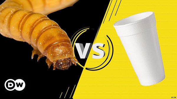 How plastic-eating bugs could change our recycling system