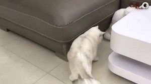 Disponible ici : http://amzn.to/2GZAAfV Votre chat s'amusera comme un fou avec cette balle lumineuse qui roule toute seule. | Astuces Pratiques