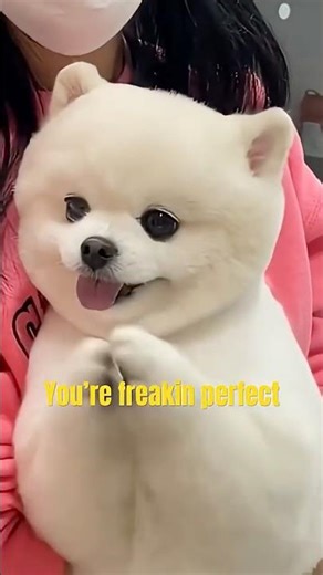 Is This Dog Really the CUTEST Ever? #shorts