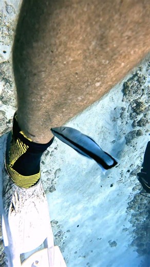 Cleaner Wrasse Bitting a sore on my and making it bleed 🥺🥺🥺 #underwater #seacreatures #Ocean