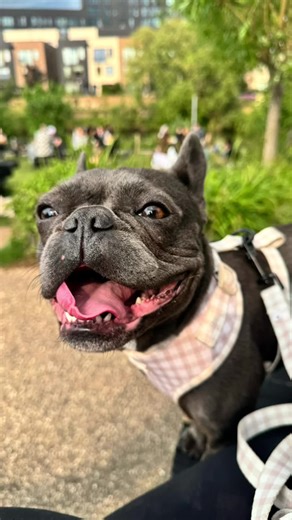 He smile is my favourite 🥹 💖 . . . . #doggysmile #smile #happydog #frenchie #happyfrenchie #frenchbulldog #queenrita #smileydog #dogs #puppy #smileypuppy #smileydog #girldog #dogmum #dogslife #girldoglife #adventures