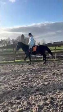 Howi riding video (for sale)