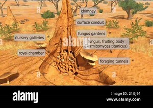 3D sectional view of a termite mound, revealing its internal chambers, tunnels, and ventilation system Stock Video Footage - Alamy