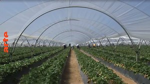 27 - Le reportage - Andalousie : les agriculteurs en guerre ! - Regarder le documentaire complet