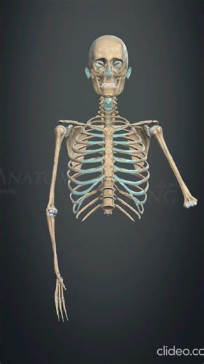 shoulder joint external rotation and interna rotation #anatomy #externalinternalrotationhip #shorts