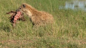 'Battle' Between a Lion and Hyenas Isn't What it Seems