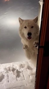 255K views · 12K reactions | I Helped a Wolf Rescue Her Pups - See What Happens Next #fyp #Wolf #animalrescue | Nani Scarlet | Facebook