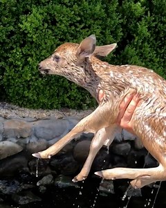 444K views · 3.9K reactions | This tiny fawn was returned to its mother by a kind family that found it struggling at the edge of a lake 歷凉 | Furry Tails | Facebook
