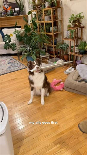 She’s upgraded her skills to include disarming AND disrobing 🫣 #ladypintobean #sworddog #funnydog