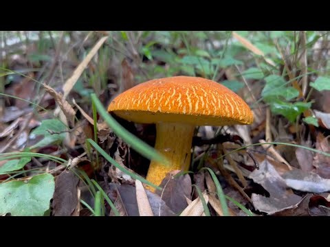 [Mushroom Hunting] Roadside Porcini Foraging ②2026