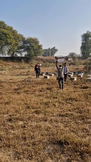 Today one of our labour workers was unloading the beehives in a funny way 😄🐝 Beekeeping is full of hard work, but moments like these bring smiles during the toughest days. Respect to everyone who works honestly in this beautiful journey with bees. 💛🙏 | Kongposh apiaries