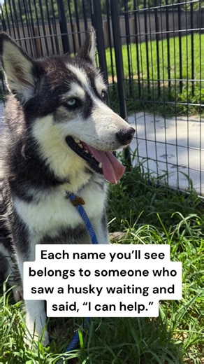 This is just the beginning. More names, more faces, more love to come. If you haven’t joined in yet, there’s still time to be part of this. Everysweepstakes ticket and every virtual adoption fuels rescue rides, food, preventatives and care for the huskies who still need us. Be part of the next chapter. Virtually adopt or grab your sweepstakes tickets today. 👇 #huskyrescue #adoptme #supportrescue | Husky Halfway House