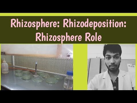Rhizosphere|Rhizodeposition|Rhizosphere role|Soil Microbiology|B.SC|M.SC|ICAR-NET|Rohit Shankar Mane
