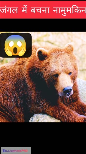 भालू से कोई नहीं छुप सकता 😱❌।#viral #shorts #short #youtubeshorts #animals