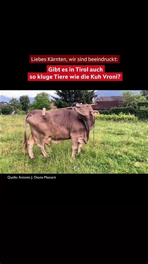 ORF Tirol on Instagram: "🐮🤠Die 13‑jährige Kärntner Kuh Veronika überrascht die Forschung: Sie verwendet Werkzeuge gezielt – ein Verhalten, das man bisher nur von Menschen und Schimpansen kannte. 💥 Juckt es sie, nimmt sie einen Besen zur Hand und nutzt je nach Körperstelle entweder den Stiel oder die Borsten. Forschende halten sie für eine der klügsten Kühe weltweit.Und jetzt seid ihr dran, Tirol: Habt ihr Tiere, die etwas Besonderes können? Schickt uns eure Videos oder Fotos?🤳📲 #Tirol #Kärn